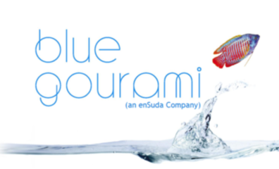 blue gourami
